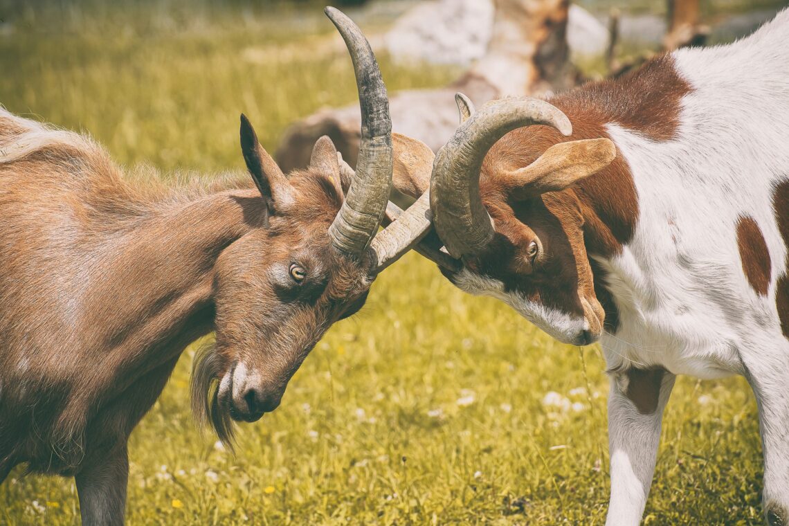 Goats fighting: Image by Alexas_Fotos from Pixabay