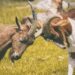 Goats fighting: Image by Alexas_Fotos from Pixabay
