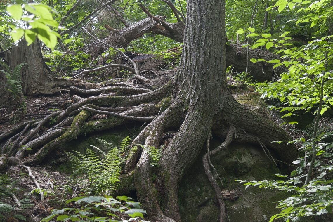 Forest tree roots Image by Allan Joyner from Pixabay