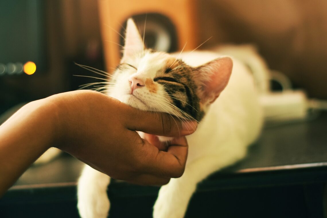 A cat is being pampered- Photo by Yerlin Matu on Unsplash
