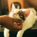 A cat is being pampered- Photo by Yerlin Matu on Unsplash