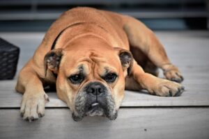 A Resting Dog - Image by Pitsch from Pixabay