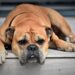 A Resting Dog - Image by Pitsch from Pixabay